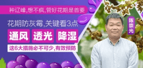花期防灰霉，关键看3点